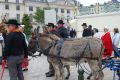 Orelans 8 mai 2014 (40).jpg